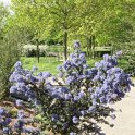 Ceanothus impressus P28